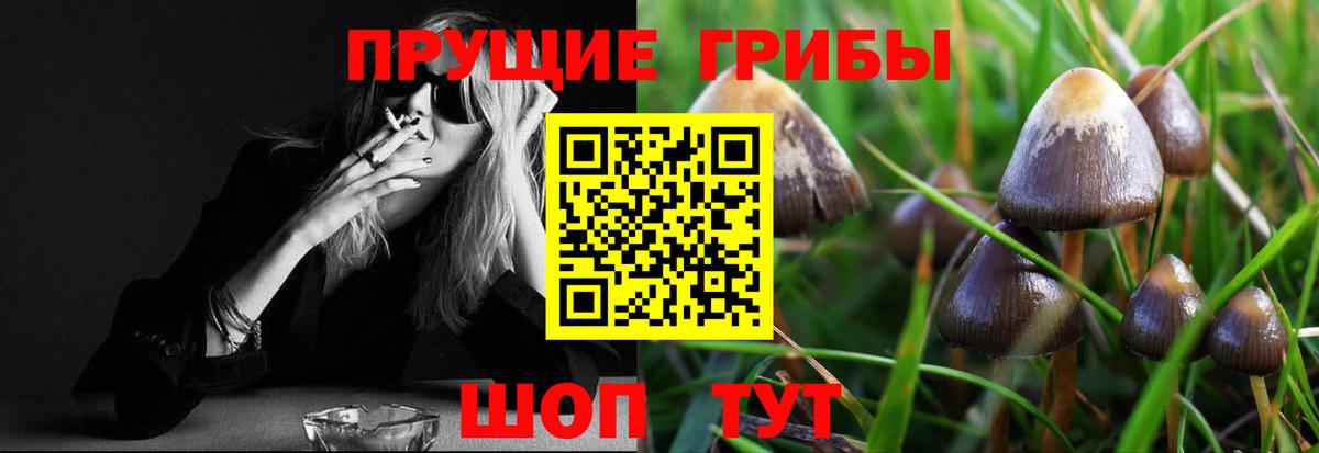 Знаменск  Галлюциногенные грибы Psilocybine cubensis  наркота  Вход с VPN 